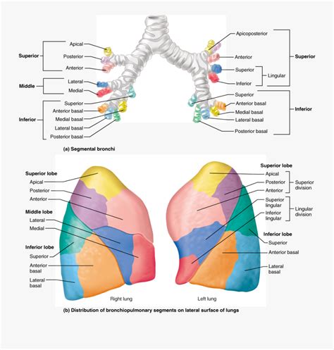 Afbeeldingsresultaat Voor Bronchopulmonary Segments Lung Anatomy | My ...