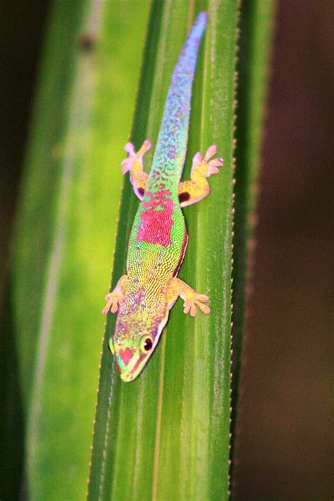 2. Madagascar Day Gecko - Reef Doctor - Marine Conservation