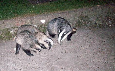 European Badger Behaviour - Vocalisation | Wildlife Online