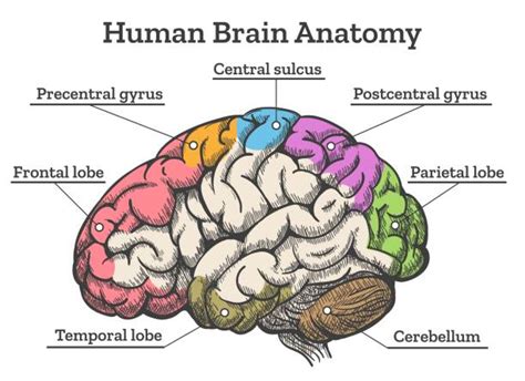 Human Body Parts Brain