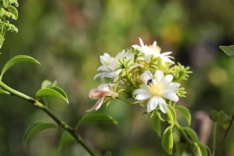 Discover 12 Invasive Species in Hawaii - A-Z Animals