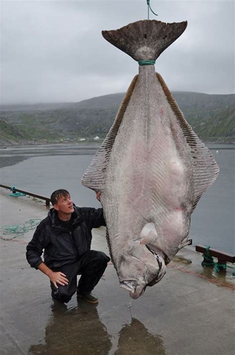 World Record Halibut Caught By German Angler