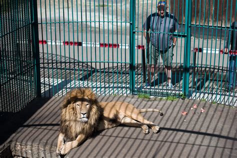 Nine lions from war-torn Ukraine now call Colorado home after airlift rescue