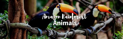 Venezuelan Rainforest Animals