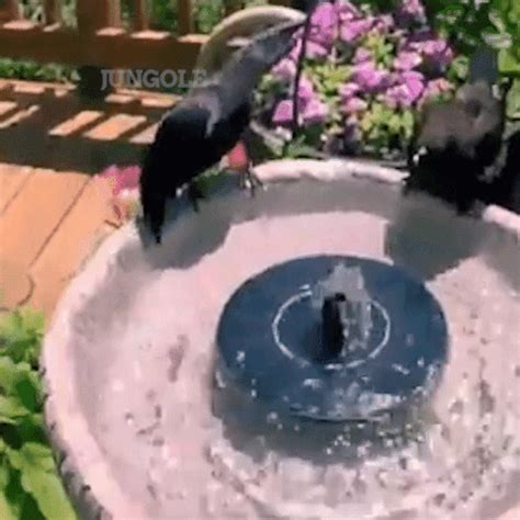 Solar Flow - Solar Powered Bird Bath Fountain – Sweet Deal Daily | Bird bath fountain, Solar ...