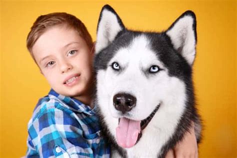 What Everybody Ought to Know About The Siberian Husky Temperament