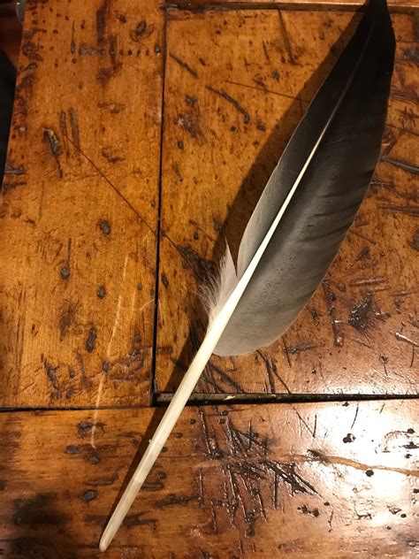 Goose feathers large black feathers Canadian goose feathers | Etsy