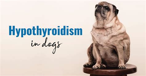 Hypothyroidism in Dogs: The Ultimate Guide - Dr. Buzby's ToeGrips for Dogs