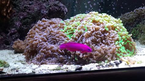 Photo #1 - Orchid Dottyback - Desjardini Sailfin Tang, Blue...