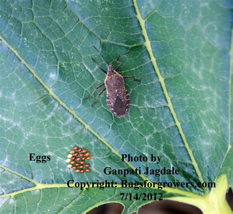 Bugs for Growers: Five beneficial insects that control the Squash Bug | Bugs for Growers