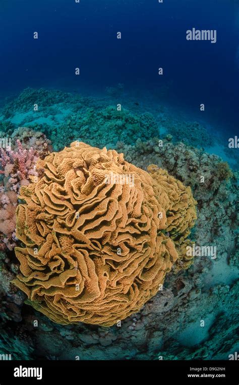 Coral reef scene, Ras Mohammed National Park, Sharm el-Sheikh, Red Sea, Egypt, Africa Stock ...