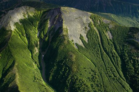 Kamchatka forest, Russia | GRID-Arendal