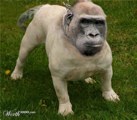 A Dog That Looks Like A Gorilla