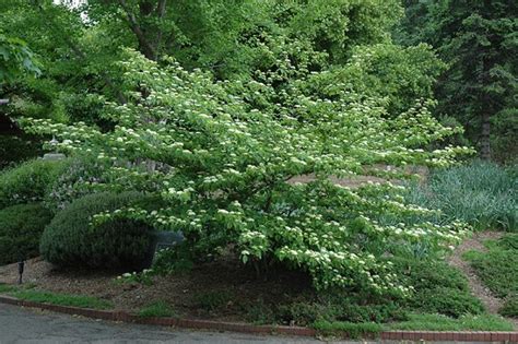 Pagoda Dogwood - Clearview Nursery