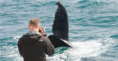 Augusta: Whale Watching Tour | GetYourGuide