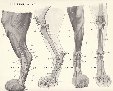 38 HQ Photos Cat Paw Skeleton Anatomy : Cat anatomy - Wikipedia, the ...