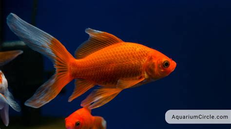 Comet Goldfish Care Guide: Lifespan, Tank Size, Breeding And More