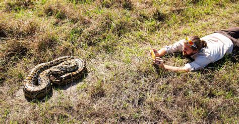 Florida Burmese pythons could have predators in gators, snakes: Study