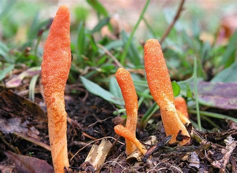 Cordyceps Militaris - The Performance Mushroom - Time Health