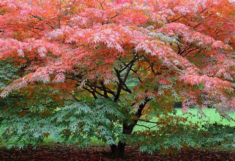 Growing the Japanese Maple in the Home Garden