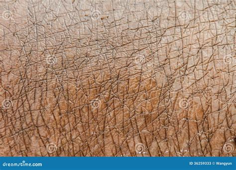 Hippopotamus skin texture stock image. Image of full - 36259333