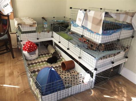 guinea pig c&c cage ideas | ... guinea pig cages | Member Gallery: C&C cages/homemade cages ...