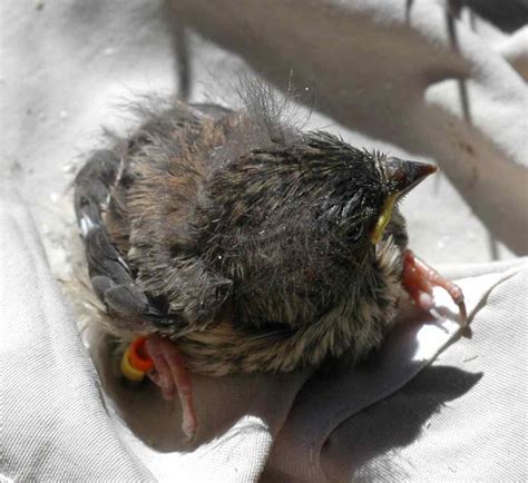 Bird In Everything: Feeding Baby Wild Birds