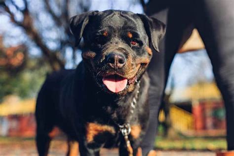 Rottweiler Training: 15 Useful Tips and Tricks