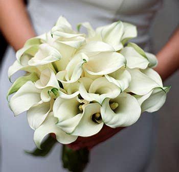 Meaning Of White Calla Lily Flower | Best Flower Site