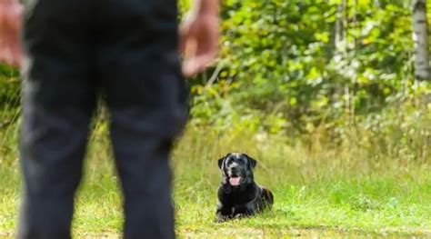 Labrador Retriever obedience training - The Great Pets