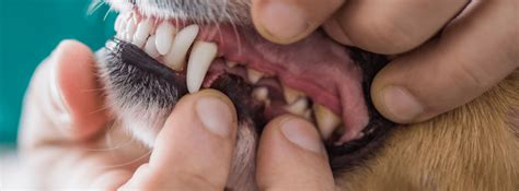 Dog Plaque vs. Tartar: What’s the Difference — ORAVET® Dental Hygiene Chews