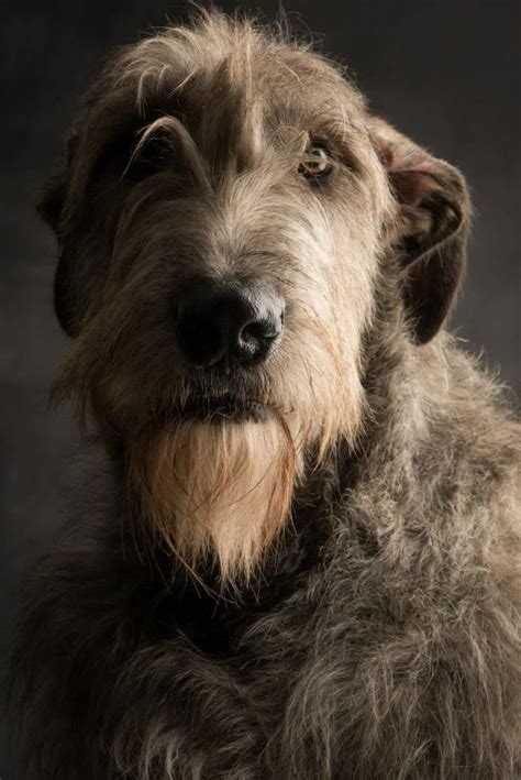 25+ bästa Irish wolfhound puppies idéerna på Pinterest | Irländsk ...