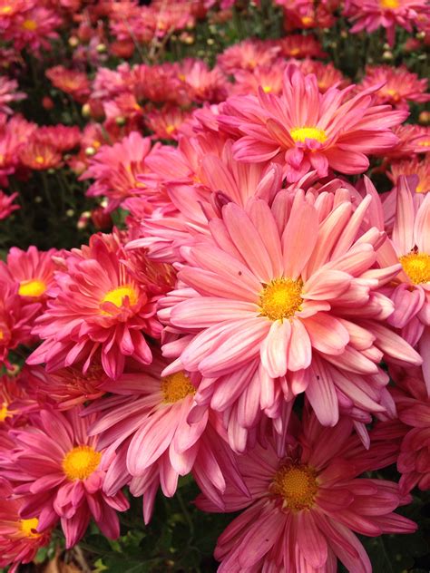 Lovely pink daisies | Pink daisy, Daisy, Flowers