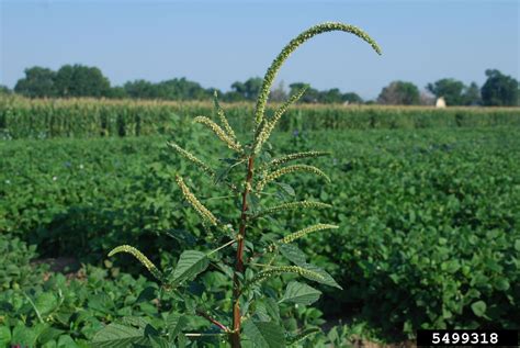 Palmer amaranth (Amaranthus palmeri)