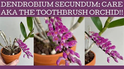 How to care for the species orchid Dendrobium secundum; low maintenance ...