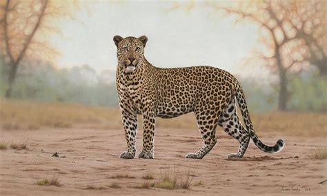 Anderson male leopard – Sabi Sand