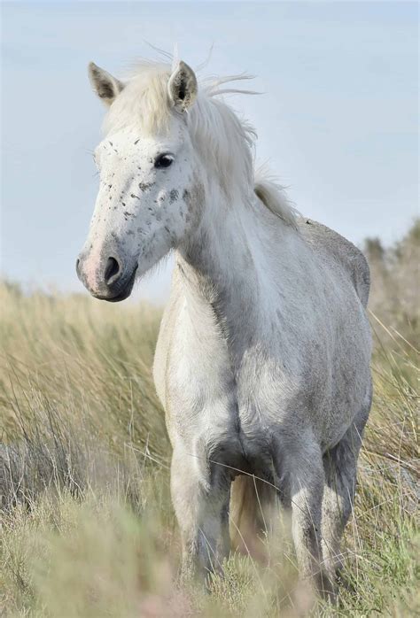 Meet The Camargue Horse, One Of The Oldest Breeds In The World