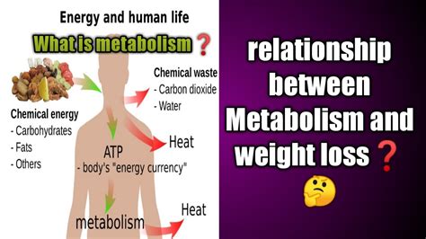 Relationship between Metabolism and weight loss|permanent weight loss tips |what is metabolism ...