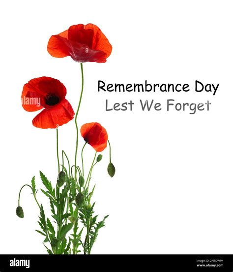 Remembrance day card. Red poppy flowers and text Lest We Forget on ...