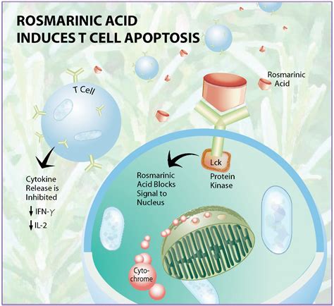 Rosmarinic Acid as a Novel Agent in the Treatment of Autoimmune Disease - Restorative Medicine