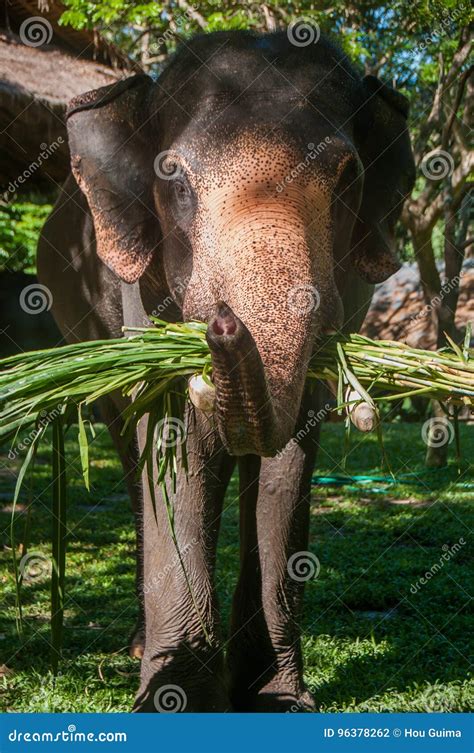 Elephant eat grass stock photo. Image of grunge, view - 96378262