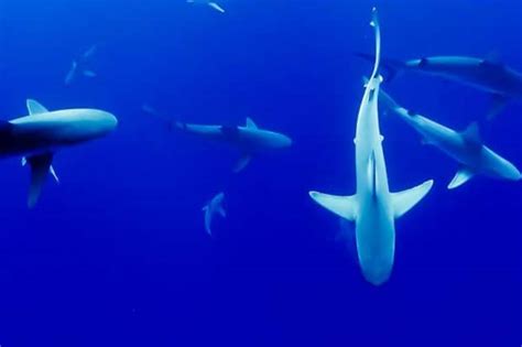 16 Great White Shark Facts About The Famous Marine Predator