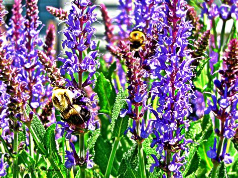 Bumble Bees pollinating purple flowers. PolkaSpot Homestead. 2013. | Purple flowers, Pollination ...