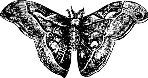 Moth clipart black and white, Moth black and white Transparent FREE for download on ...