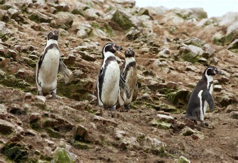 Humboldt Penguin in the island Ballestas, Paracas National Park, Peru. 757785 Stock Photo at ...