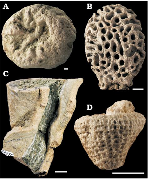 Hexactinellida Fossil