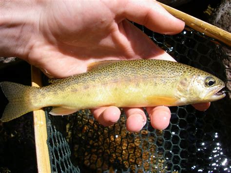 Native Trout Fly Fishing: Gila Trout restored in Frye Creek, AZ