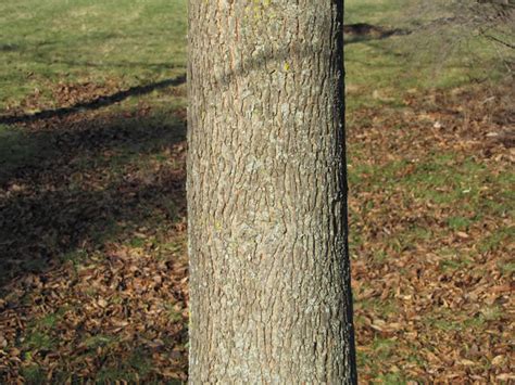 Bitternut Hickory - Carya cordiformis | The Arboretum