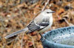 Mississippi State Bird: Mockingbird (Mimus polyglottos) | State birds, Mississippi, Mississippi ...