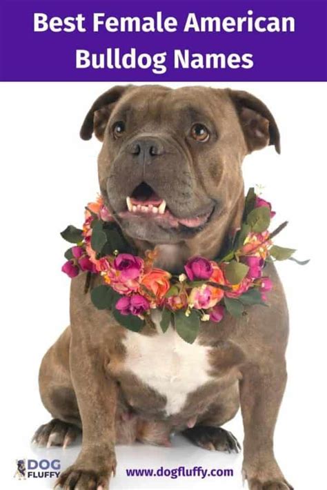 300 Most Popular Female American Bulldog Names - Dog Fluffy